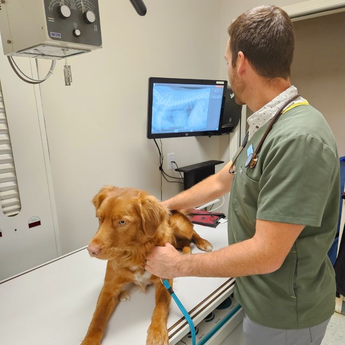 vet doing radiology on dog